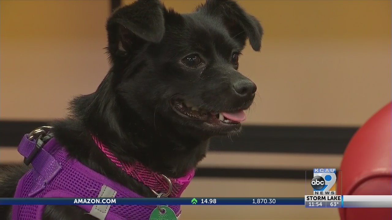 Friday Pets - Luna The Chihuahua